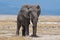 Elephant, Amboseli National Park