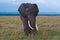 Elephant, Amboseli National Park