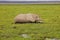 Elephant. Amboseli Park, Kenya