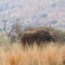 Elephant amongst the long grass.