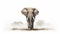 elephant animal wildlife on white background illutration