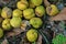 Elephant apple,a fruit tree native to southeastern asia