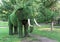 Elephant from of artificial lawn grass, topiary figure.