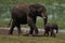 Elephant Baby Amboseli - Big Five Safari -Baby African bush elephant Loxodonta africana