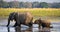 Elephant with baby crossing the river Zambezi.Zambia. Lower Zambezi National Park. Zambezi River.