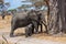 Elephant baby and its mother