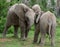 Elephant Baby Twins