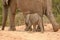 Elephant baby walking next to mom