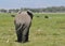 Elephant Back with birds - Amboseli (Kenya)