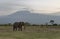 Elephant with a backdrop of Killimanjaro mountain at  Amboseli National Park, Kenya