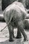 Elephant backsite - looks like dancing