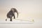 Elephant on balance with a canary