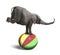 Elephant balancing on a colorful ball