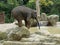 Elephant balancing and drinking