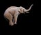 Elephant balancing on object, isolated on black