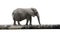 Elephant balancing on tree trunk