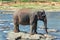 Elephant bath in river Sri Lanka