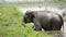 Elephant bathing in Nepal national park