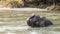 Elephant bathing in river