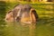 Elephant bathing in the river, Asia, Sumatra