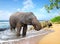 Elephant on the beach