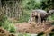 Elephant in the beautiful forest