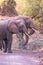 Elephant in beautiful landscape scenery of bush savannah - Game drive in Lake Manyara National Park, Wild Life Safari, Tanzania,