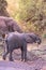 Elephant in beautiful landscape scenery of bush savannah - Game drive in Lake Manyara National Park, Wild Life Safari, Tanzania,