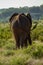 Elephant from behind. An African bush