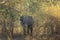 Elephant behind branches