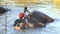 Elephant being washed by handler in pool, Sigiriya