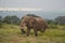 Elephant Big Huge Tusker Amboseli - Big Five Safari -Baby African bush elephant Loxodonta africana