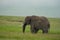 Elephant Big Huge Tusker Amboseli - Big Five Safari -Baby African bush elephant Loxodonta africana