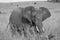 Elephant Big Huge Tusker Amboseli - Big Five Safari -Baby African bush elephant Loxodonta africana Black and white