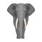 The elephant, the biggest wild animal. African elephant with tusks single icon in cartoon style vector symbol stock