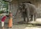 Elephant blessing at the Mahalingeswarar Temple.