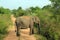 Elephant Blocking the Road