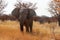 Elephant Boy - Namibia Africa