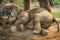 Elephant Breeding Centre in Chitwan, Nepal