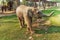 Elephant Breeding Centre in Chitwan, Nepal