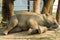 Elephant Breeding Centre in Nepal