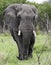 Elephant with a broken tusk is walking straight towards you at full height