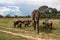 Elephant and buffalo walking together in savannah in African open vehicle safari in Zimbabwe, Imire Rhino & Wildlife Conservancy