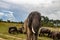 Elephant and buffalo walking together in savannah in African open vehicle safari in Zimbabwe, Imire Rhino & Wildlife Conservancy