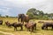 Elephant and buffalo walking together in savannah in African open vehicle safari in Zimbabwe, Imire Rhino & Wildlife Conservancy