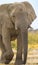 Elephant Bull  alone in Bushland in Etosha Nationalpark, Namibia