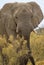 Elephant Bull  alone in Bushland in Etosha Nationalpark, Namibia