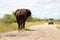 Elephant bull approaching car in Etosha Namibia Africa