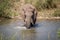 Elephant bull crossing a river