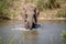 Elephant bull crossing a river